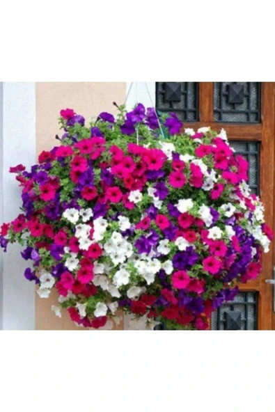 Muka Botanik 25 Adet Petunya Balkon Çiçeği Tohumu ürün görseli