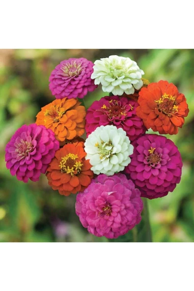 Muka Botanik Beybenibeğendi Çiçek Tohumu 10 12 Adet ürün görseli