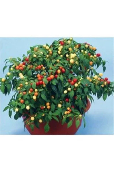 Muka Botanik Nadir Acı Yakan Top Süs Biberi Tohumu Ekim Seti - Resim 4