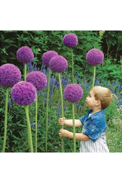 Muka Botanik Dev Allium Tohumu Ekim Seti - Resim 4