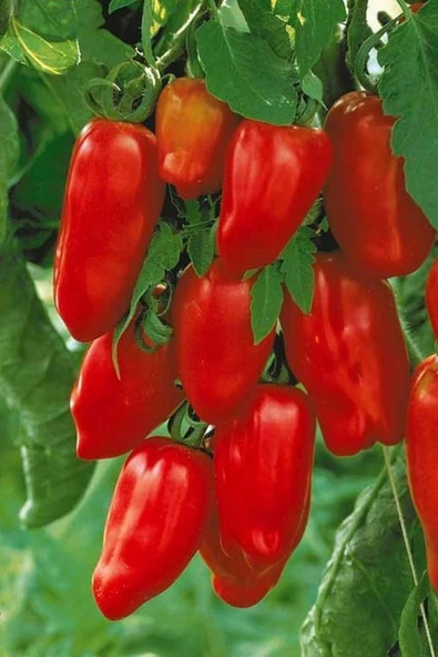 Muka Botanik San Marzano Domates Tohumu / 10+ Adet Tohum - Resim 5