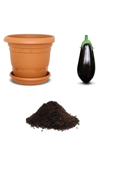 Muka Botanik Nadir Ithal Dev Patlıcan Tohumu Ekim Seti ürün görseli