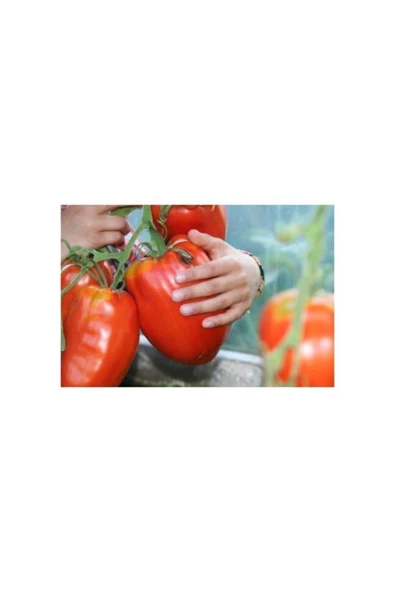 Muka Botanik Agrobazaar Dört Çeşit Domates 300 + Tohum - Resim 2