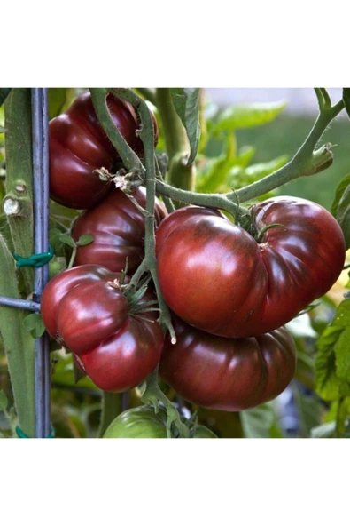 Muka Botanik 10 Adet Siyah Kırım Domatesi Tohumu ürün görseli