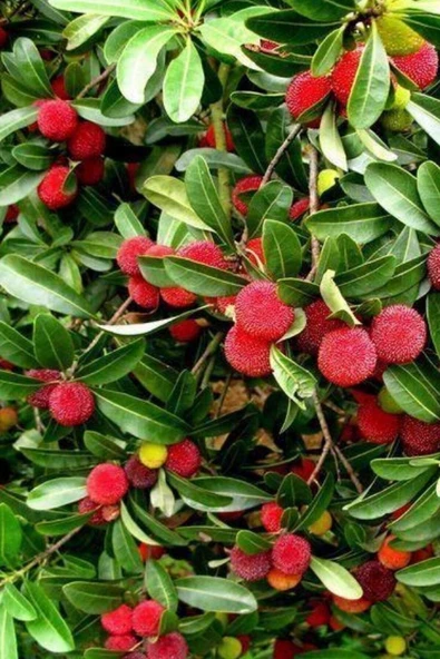 Muka Botanik Yabani Dağ Çileği Tohumu / 40 Adet Dağ Çileği Tohumu ürün görseli