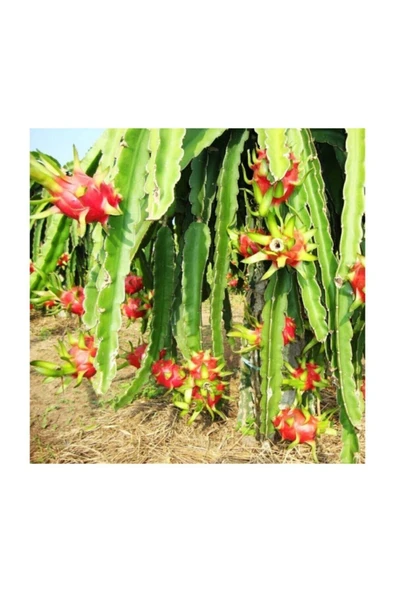 Muka Botanik Pitaya Ejder Meyvesi Tohumu 10 Adet Tohum Pithaya Dragon Fruit - Resim 2