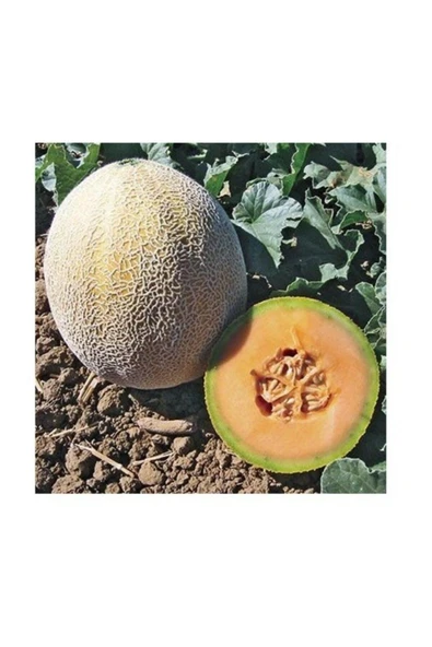 Muka Botanik Manisa Şeker Kavun Tohumu 10+ Tohum ürün görseli