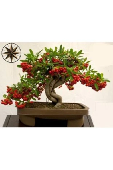 Muka Botanik Ithal Kahve Bonzai Ağacı Tohumu Ekim Seti - 4