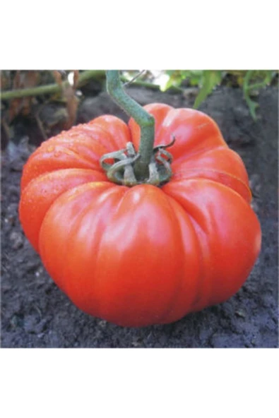 Muka Botanik Meşhur Pileli Köy Domatesi Tohumu Ekim Seti - Resim 3