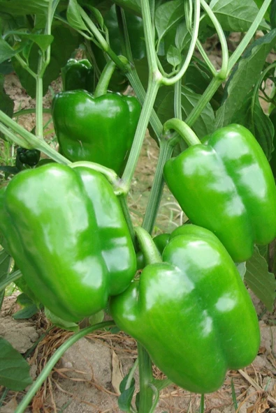 Muka Botanik Antep Acı Dolmalık Biber Tohumu / 10+ Adet Tohum - Resim 3