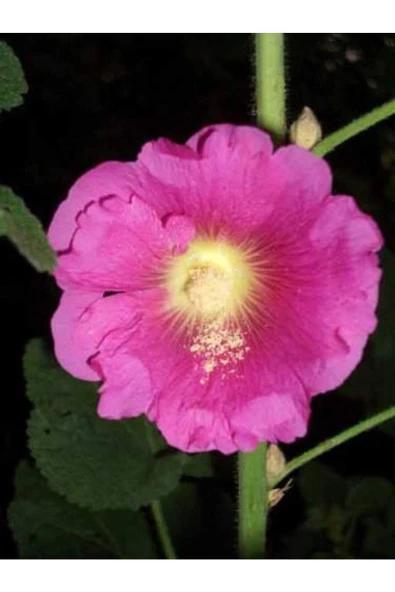 Muka Botanik 20 Adet Mixed Colors Hollyhock Country Romance Tohumu - Resim 4