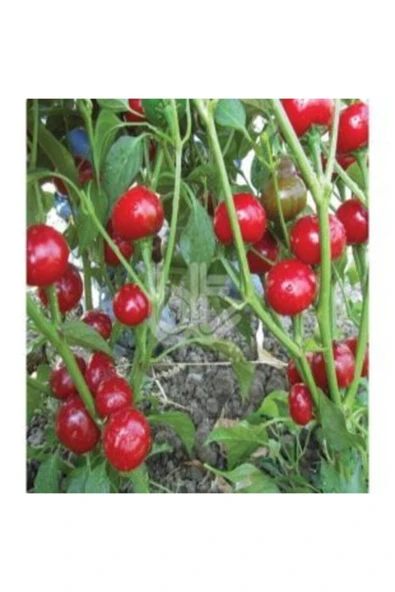 Muka Botanik Nadir Acı Yakan Top Süs Biberi Tohumu Ekim Seti - Resim 5