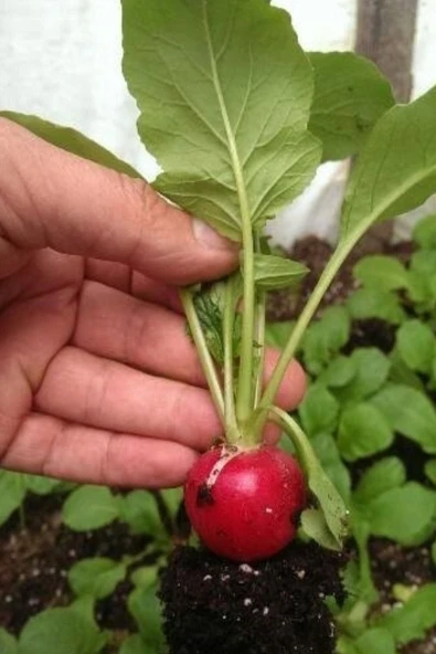 Muka Botanik Yerli Fındık Turp Tohumu / 40 Adet Turp Tohumu - Resim 5