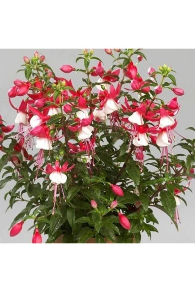 Muka Botanik Beyaz Küpeli Çiçeği Tohumu Ekim Seti - Resim 2