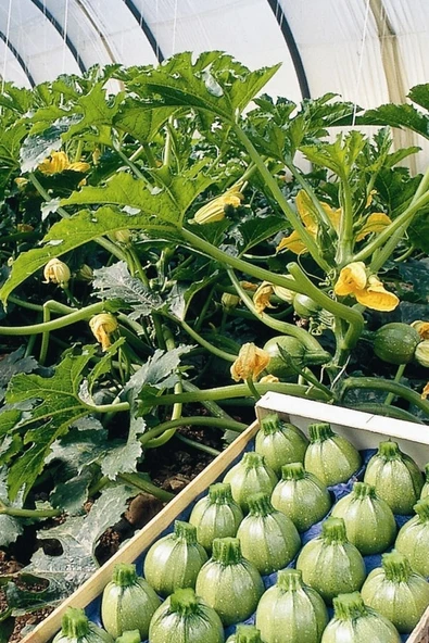 Muka Botanik Beyaz Topak Kabak Tohumu / 5+ Adet Tohum - Resim 4