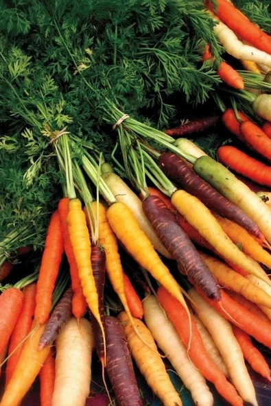 Muka Botanik Ithal Renkli Havuç Tohumu 40 Adet Havuç Tohumu ürün görseli