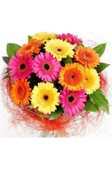 Muka Botanik Karışık Gerbera Çiçeği Tohumu Ekim Seti - Resim 4