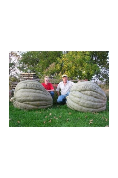 Muka Botanik Amerikan Dev Kabak / 10 Tohum ürün görseli