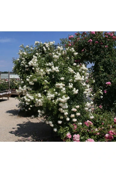 Muka Botanik 5 Adet Beyaz Alaska Gül Tohumu - Resim 2