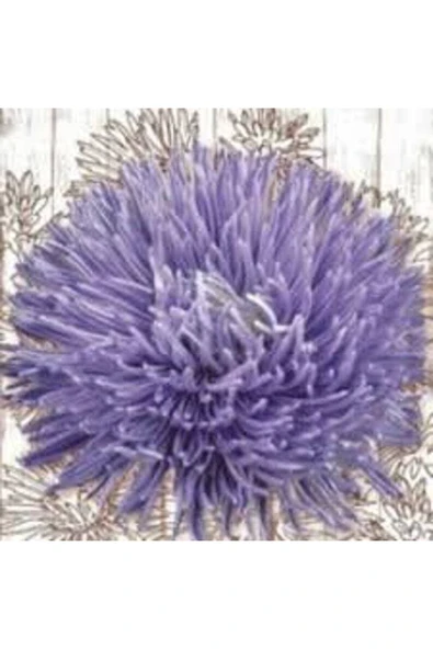 Muka Botanik 10 Adet Natural Aster Angora Tohumu - Resim 2