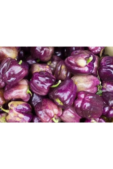 Muka Botanik Mor Dolmalık Biber Tohumu ürün görseli