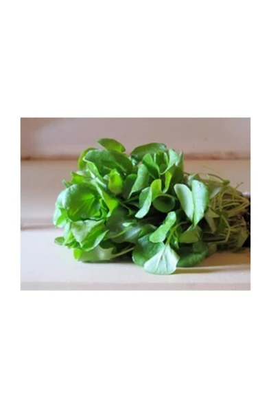 Muka Botanik Agrobazaar Tere Tohumu 1000+ Tohum ürün görseli