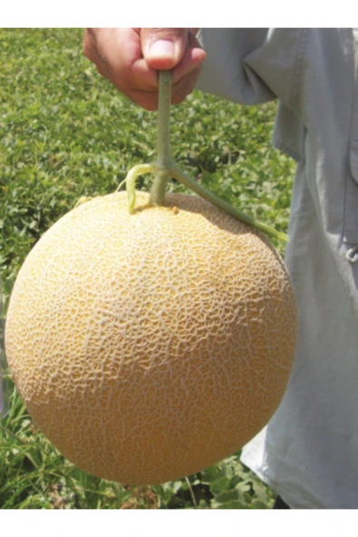 Muka Botanik Ananas Kavun Tohumu Ekim Seti - Resim 3