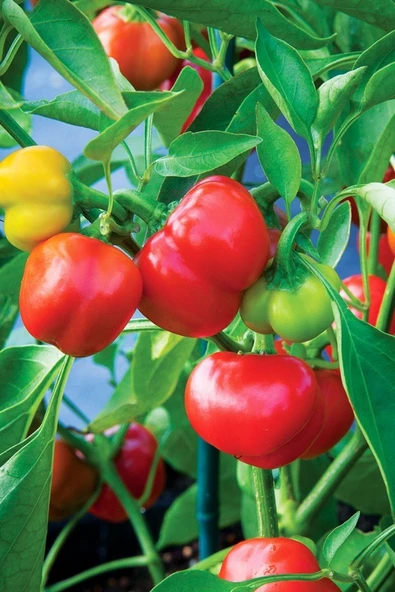 Muka Botanik Kamber Domates Biberi Tohumu / 10+ Adet Tohum - Resim 2