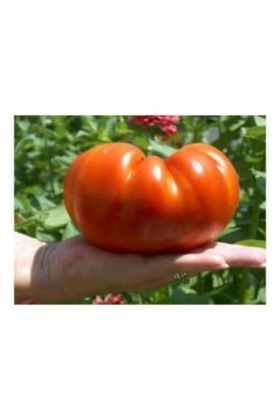 Muka Botanik Ithal Dev Hollanda Domates Tohumu Ekim Seti - Resim 4