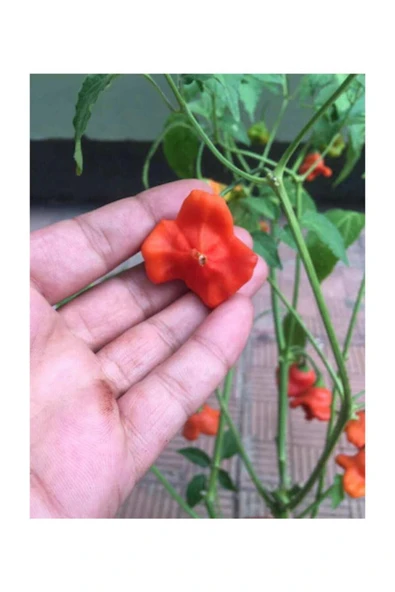 Muka Botanik Nadir Ithal Kırmızı Gül Biberi Tohumu 5 Adet Tohum Bishops Tacı Biber Tohumu - Resim 2
