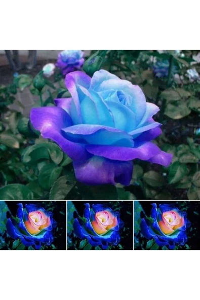 Muka Botanik 5 Adet Night Blue Gül Tohumu ürün görseli