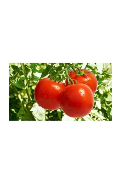 Muka Botanik Bahçe Domatesi Tohumu 50+ Adet Tohum ürün görseli