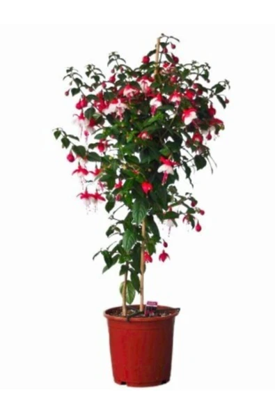 Muka Botanik Beyaz Küpeli Çiçeği Tohumu Ekim Seti - Resim 5