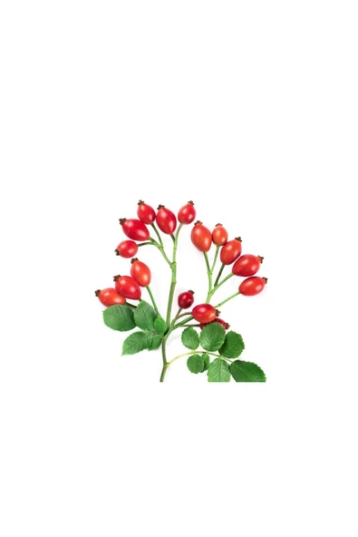 Muka Botanik Kuşburnu Tohumu 10 Adet Tohum Kuş Burnu Meyvesi ürün görseli