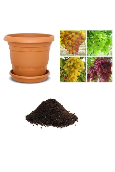 Muka Botanik 4 Farklı Üzüm Tohumu Ekim Seti ürün görseli