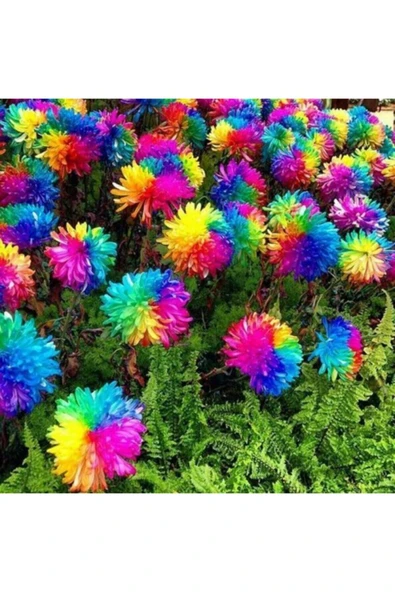 Muka Botanik Renkli Himalaya Orkide Tohumu 5 Adet ürün görseli