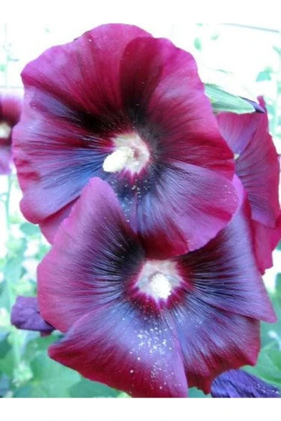 Muka Botanik 20 Adet Mixed Colors Hollyhock Country Romance Tohumu - Resim 5