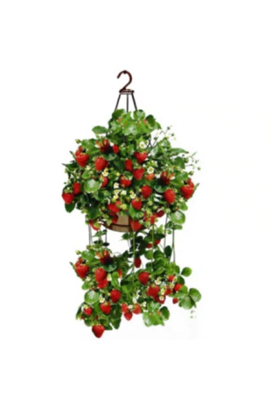 Muka Botanik Ithal Nadir Yediveren Saksılık Çilek Tohumu Ekim Seti - Resim 2