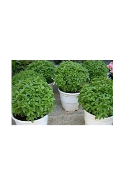 Muka Botanik Mini Top Fesleğen 25+ Tohum+toprak+saksı ürün görseli