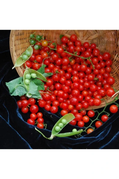 Muka Botanik 20 Adet Sweet Pea Currant Domates Tohumu ürün görseli