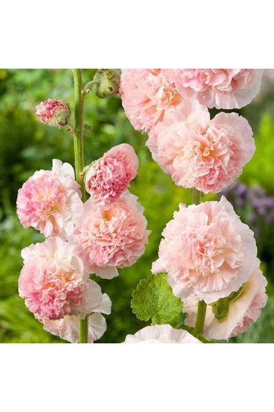 Muka Botanik 10 Adet Double Apricot&rosy-peach Pom Hollyhocks Tohumu ürün görseli