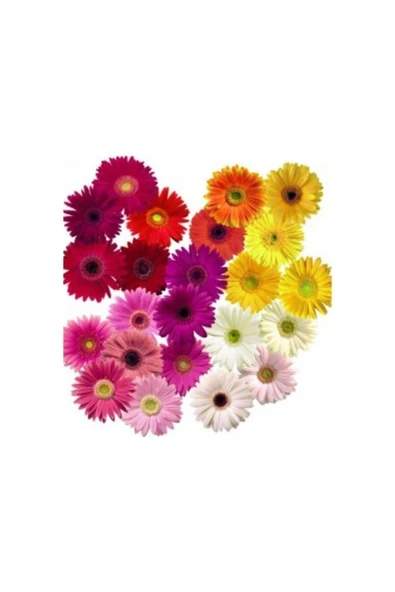 Muka Botanik Karışık Gerbera Çiçeği Tohumu Ekim Seti - Resim 3