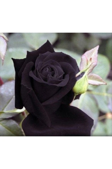 Muka Botanik 5 Adet Kara Gül Tohumu ürün görseli