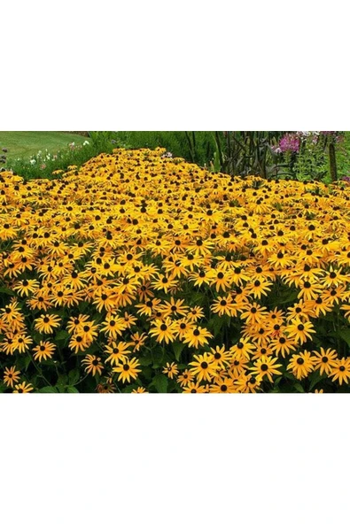 Muka Botanik 20 Adet Black Eyed Susan Tohumu - Resim 4