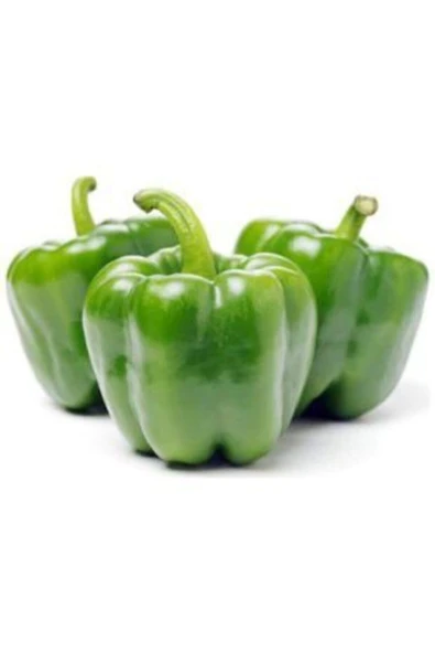 Muka Botanik Antep Acı Dolmalık Biber Tohumu Ekim Seti - Resim 3