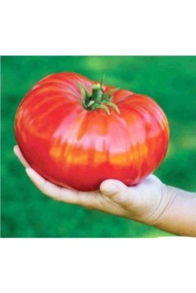 Muka Botanik Ithal Dev Hollanda Domates Tohumu Ekim Seti - Resim 2