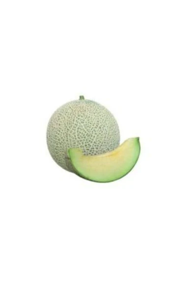 Muka Botanik Saksılık Japon Kavunu Tohumu Ekim Seti - Resim 3