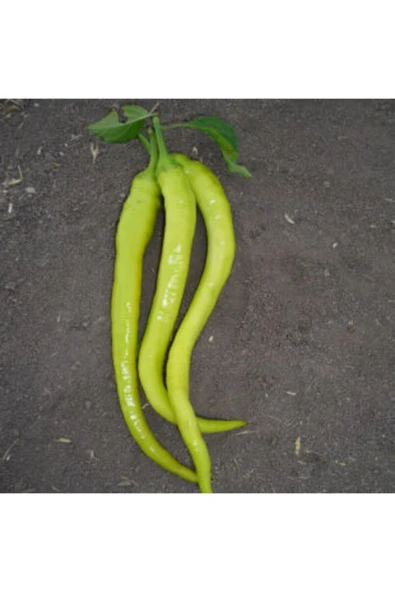 Muka Botanik Tatlı Sarı Sivri Turşuluk Biber Tohumu Ekim Seti - Resim 4