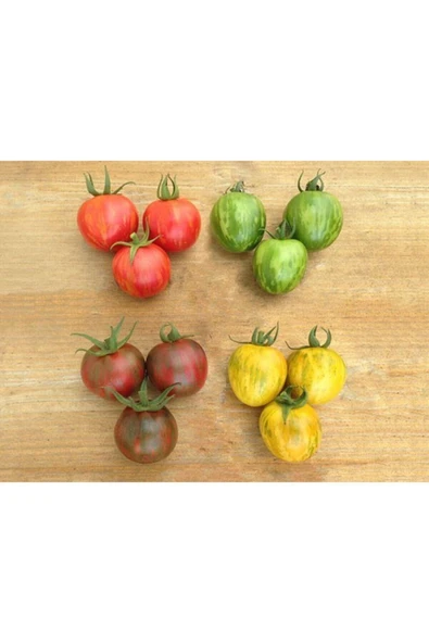 Muka Botanik 12 Adet 4 Renk Zebra Domates Tohumu ürün görseli