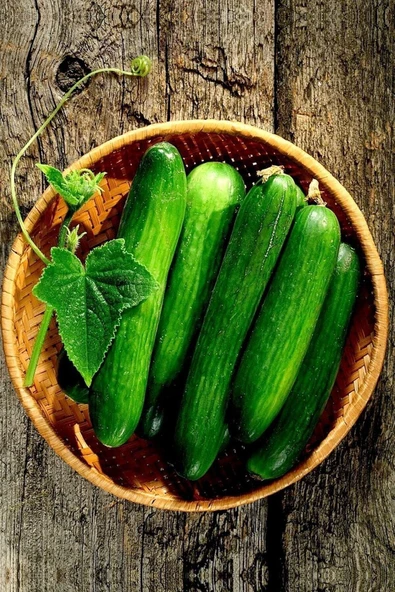 Muka Botanik Çengelköy Çıtır Salatalık Tohumu / 10+ Adet Tohum ürün görseli